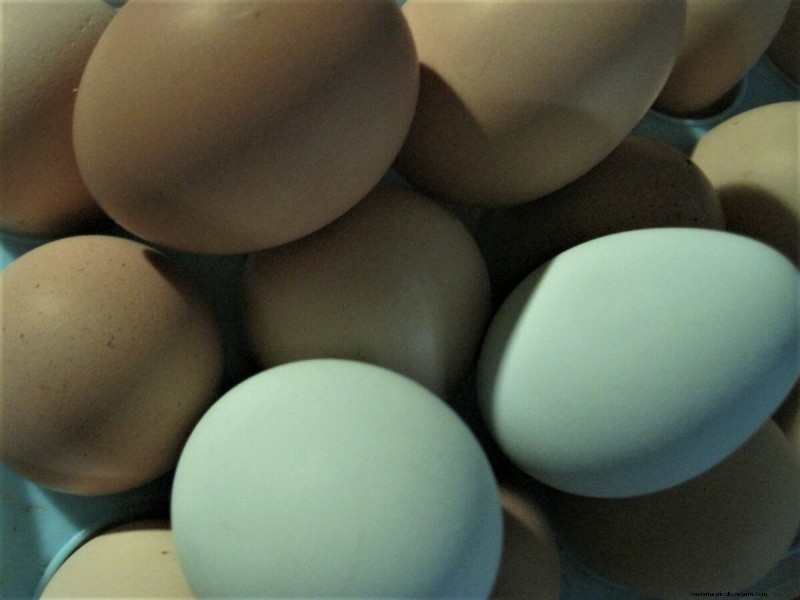 Top 8 Egg-Laying Chicken Breeds for Fresh, Daily Eggs