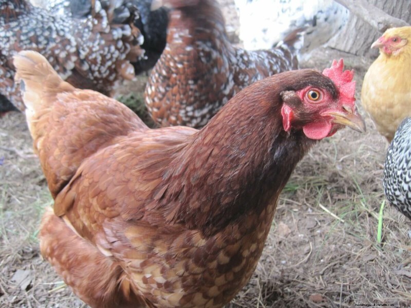 Top 8 Egg-Laying Chicken Breeds for Fresh, Daily Eggs