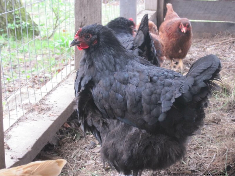 Top 8 Egg-Laying Chicken Breeds for Fresh, Daily Eggs