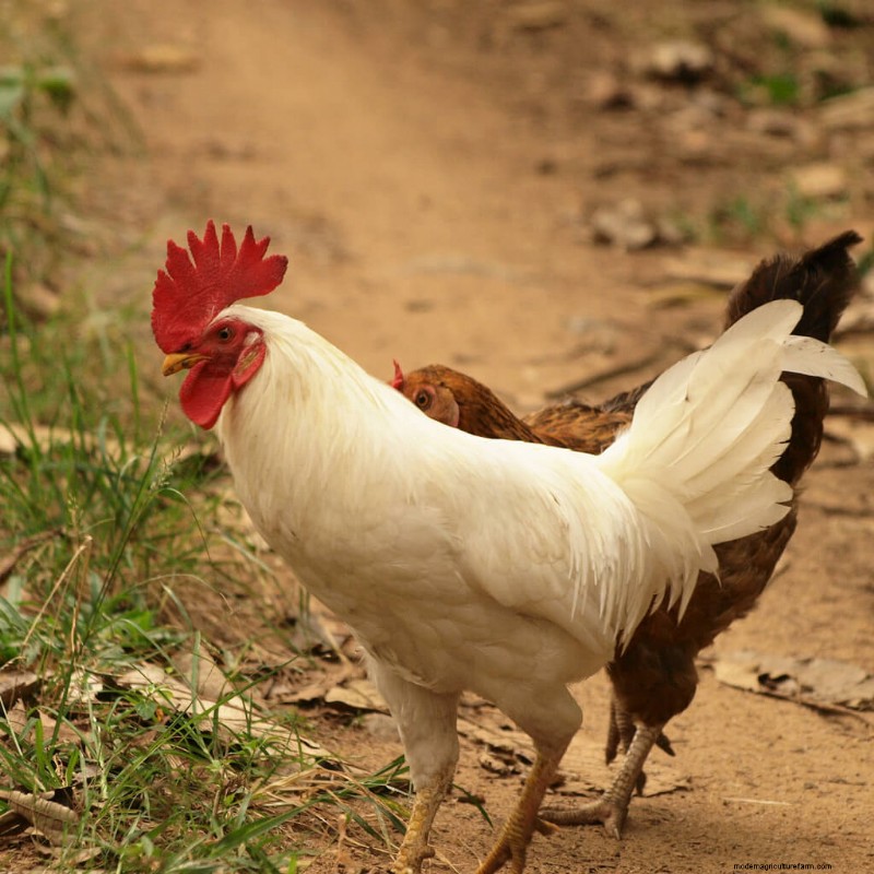 Top 8 Egg-Laying Chicken Breeds for Fresh, Daily Eggs