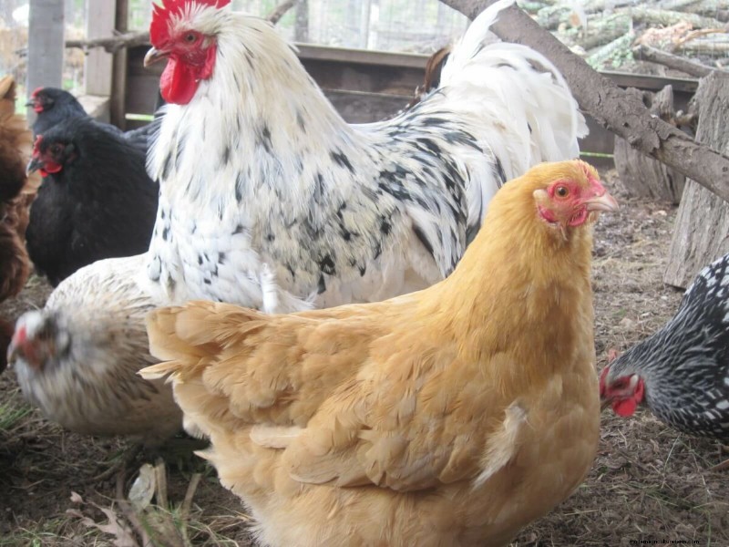 Top 8 Egg-Laying Chicken Breeds for Fresh, Daily Eggs