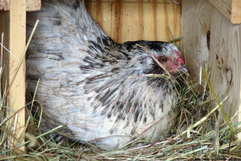 Top 8 Egg-Laying Chicken Breeds for Fresh, Daily Eggs