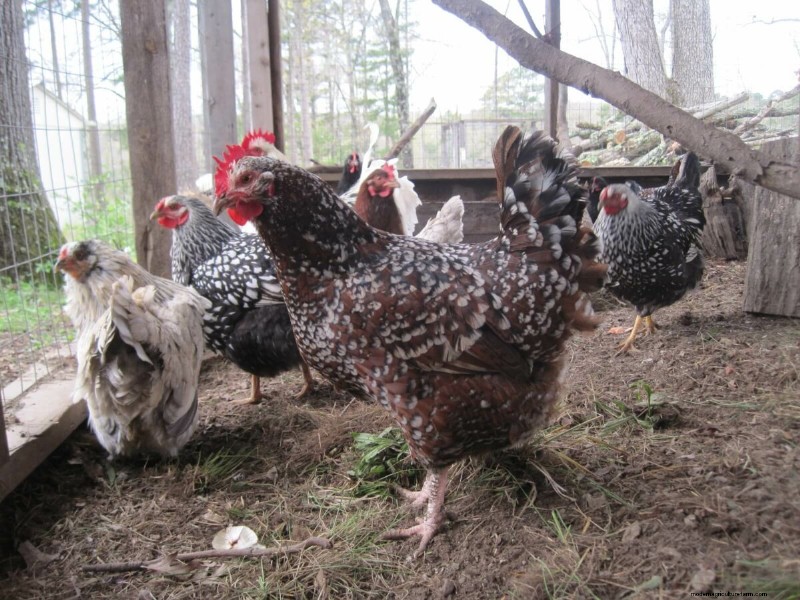 Top 8 Egg-Laying Chicken Breeds for Fresh, Daily Eggs