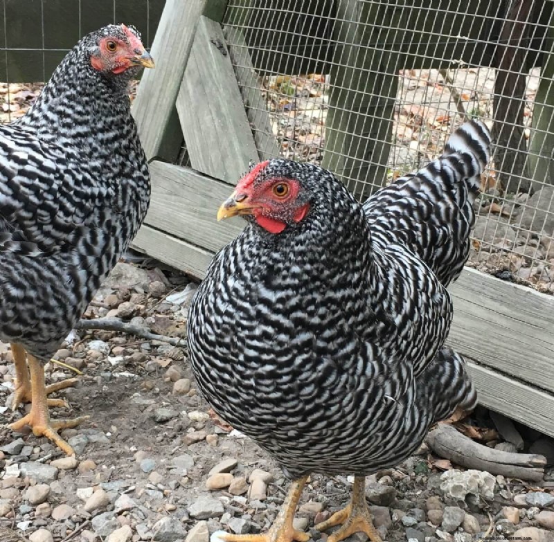 Top 8 Egg-Laying Chicken Breeds for Fresh, Daily Eggs