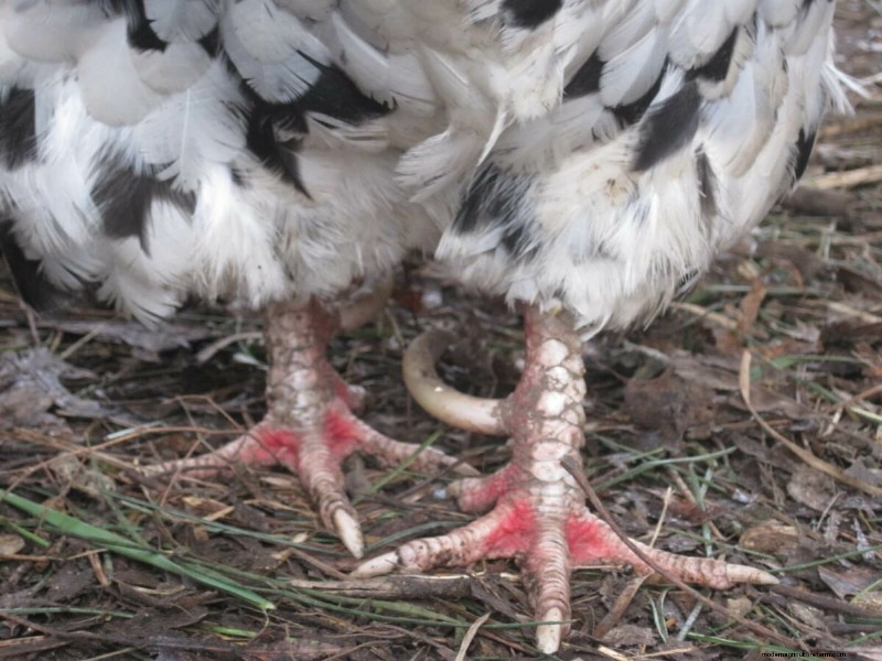 Understanding Rooster Spurs: Purpose, Types & Management