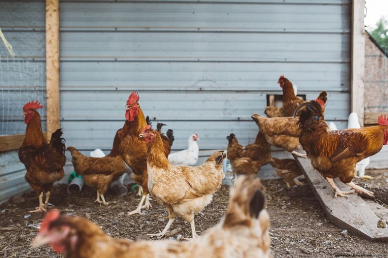 Understanding Rooster Spurs: Purpose, Types & Management