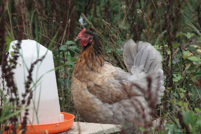 Understanding Rooster Spurs: Purpose, Types & Management