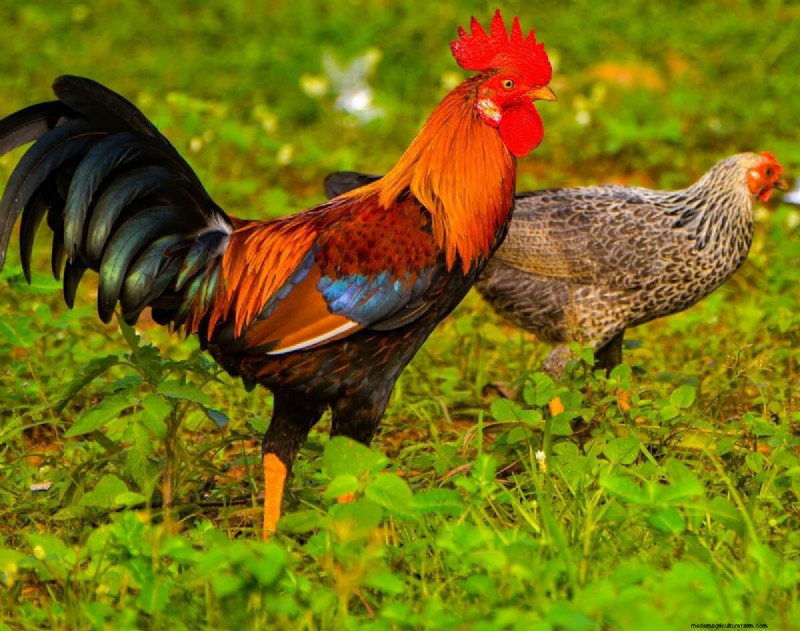 Understanding Rooster Spurs: Purpose, Types & Management
