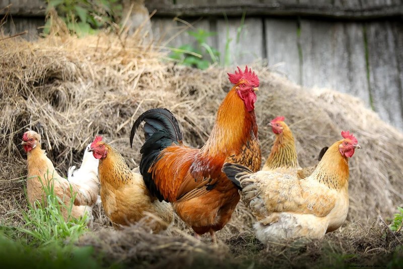 Understanding Rooster Spurs: Purpose, Types & Management