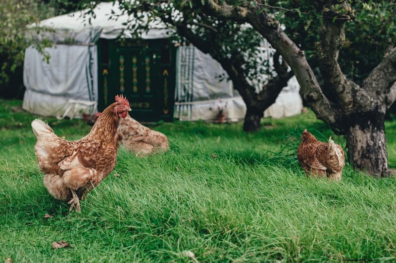 Budget-Friendly Chicken Feed Alternatives: 10 Cost-Effective Options