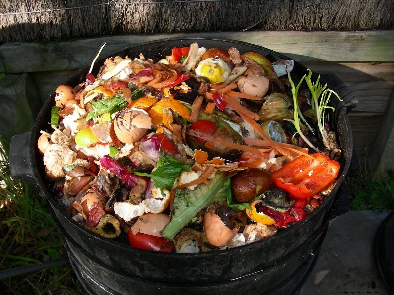 Budget-Friendly Chicken Feed Alternatives: 10 Cost-Effective Options