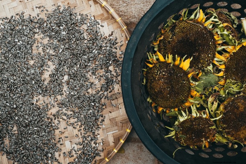 Budget-Friendly Chicken Feed Alternatives: 10 Cost-Effective Options