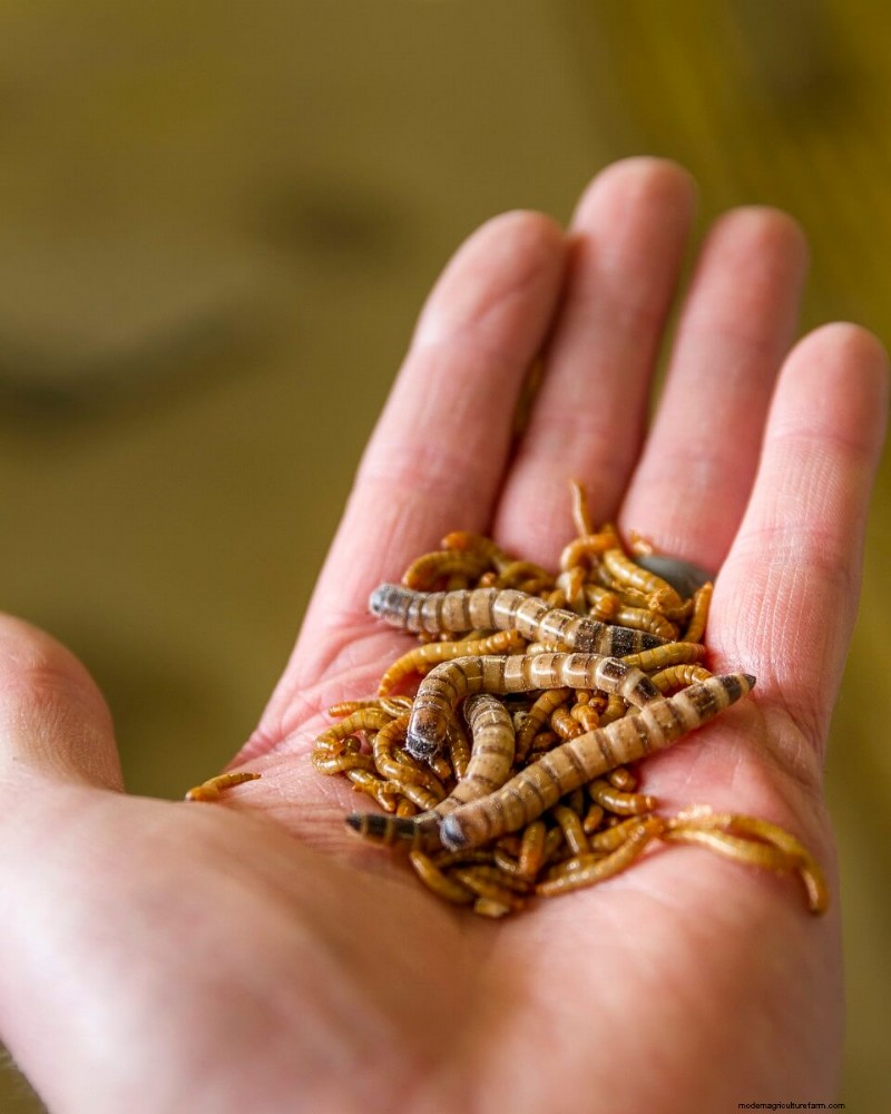 Budget-Friendly Chicken Feed Alternatives: 10 Cost-Effective Options