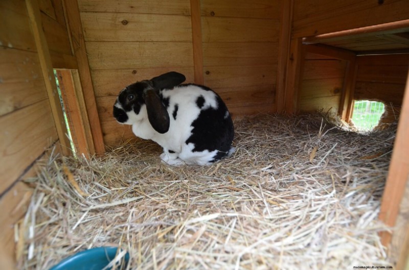 Comprehensive Guide to Raising Rabbits: Housing, Feeding & Care