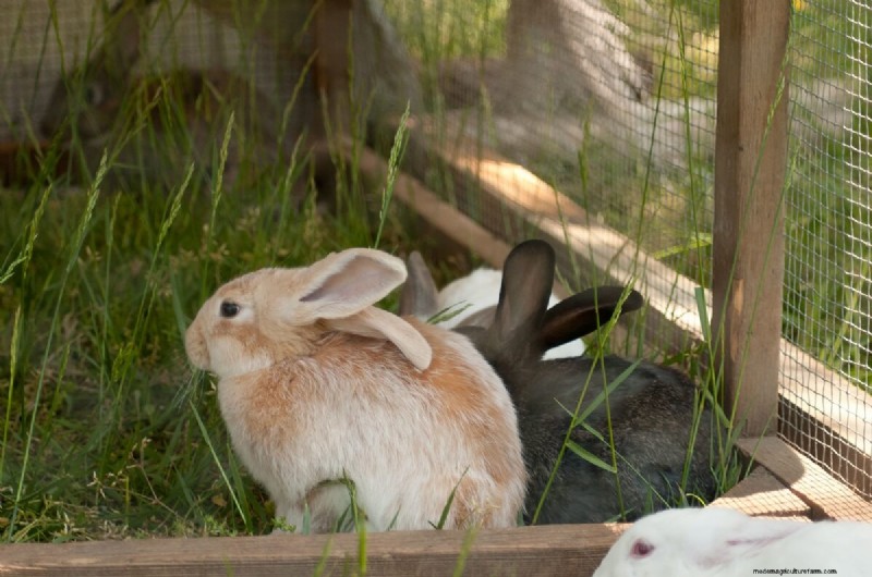 Comprehensive Guide to Raising Rabbits: Housing, Feeding & Care