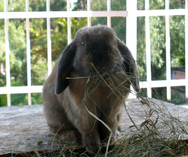 Comprehensive Guide to Raising Rabbits: Housing, Feeding & Care