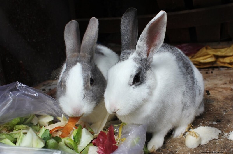 Comprehensive Guide to Raising Rabbits: Housing, Feeding & Care