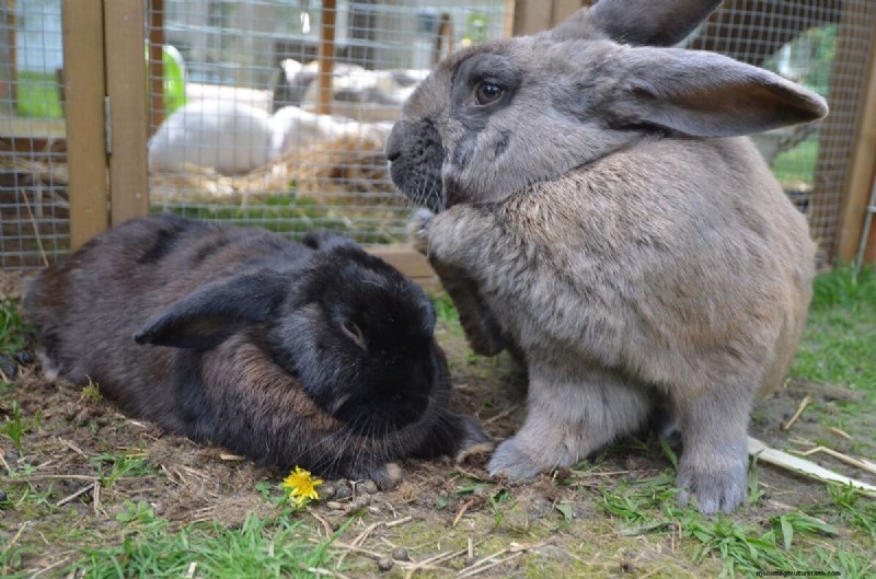 Comprehensive Guide to Raising Rabbits: Housing, Feeding & Care