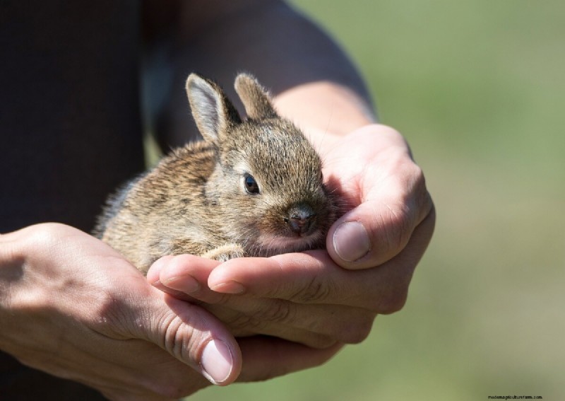 Comprehensive Guide to Raising Rabbits: Housing, Feeding & Care
