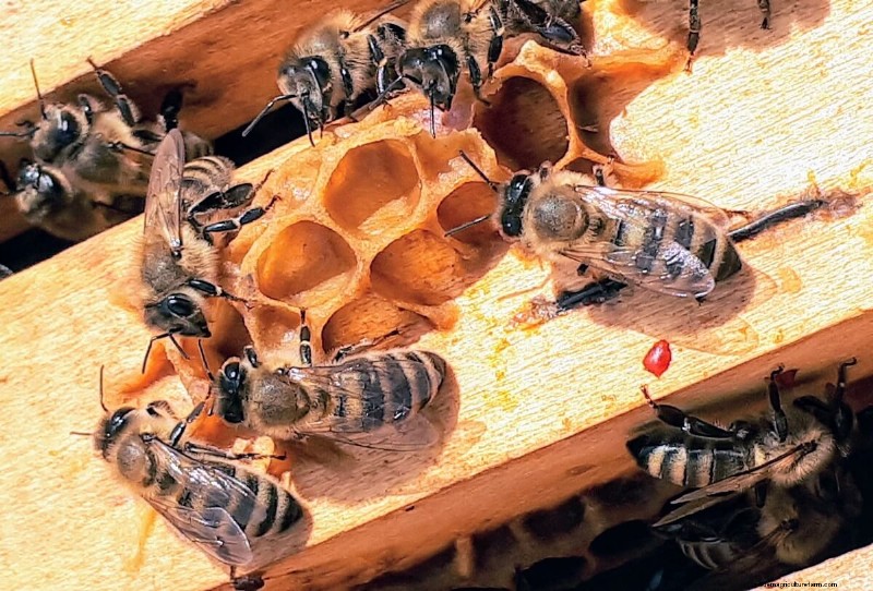 The Journey of Honey: From Hive to Jar - A Natural Sweetness