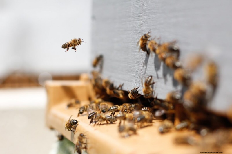 The Journey of Honey: From Hive to Jar - A Natural Sweetness