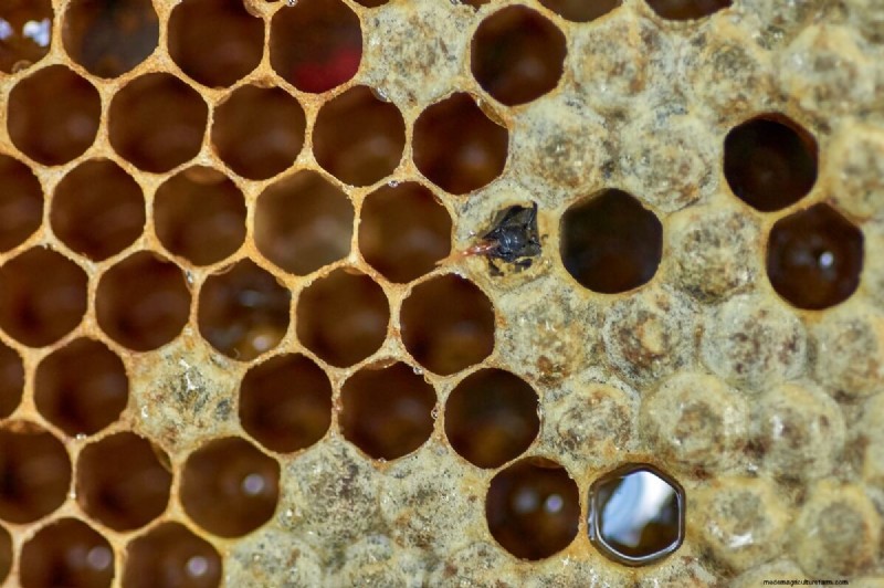 The Journey of Honey: From Hive to Jar - A Natural Sweetness