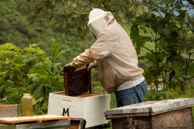 The Journey of Honey: From Hive to Jar - A Natural Sweetness