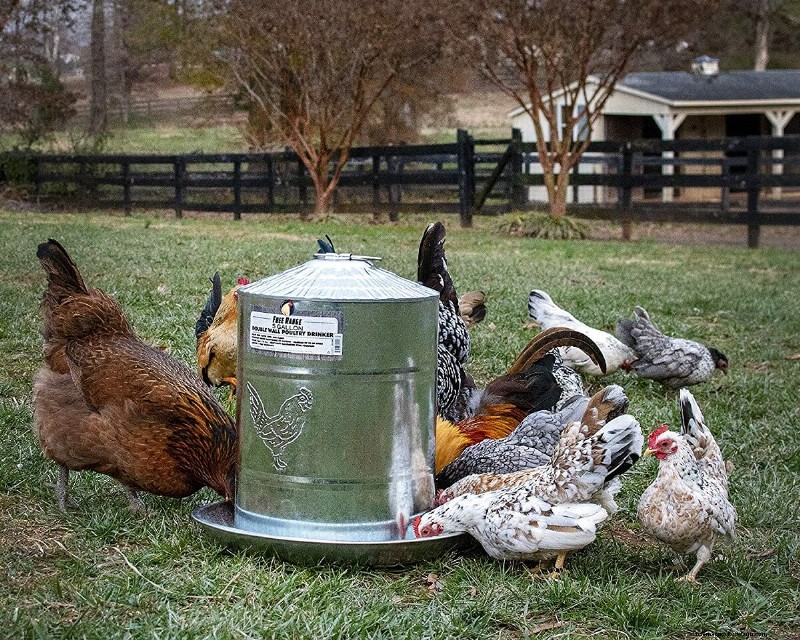 Best Chicken Waterers: Keep Your Flock Hydrated & Healthy