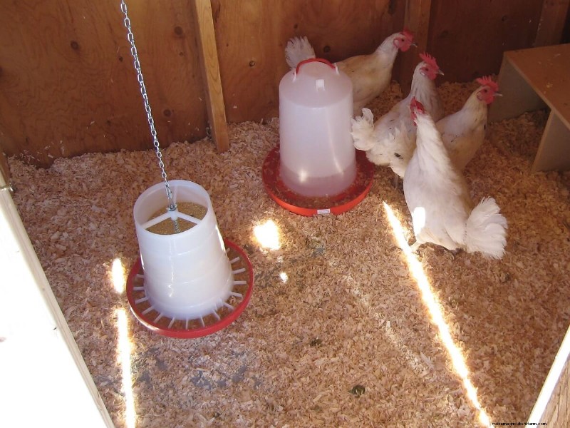 Best Chicken Waterers: Keep Your Flock Hydrated & Healthy