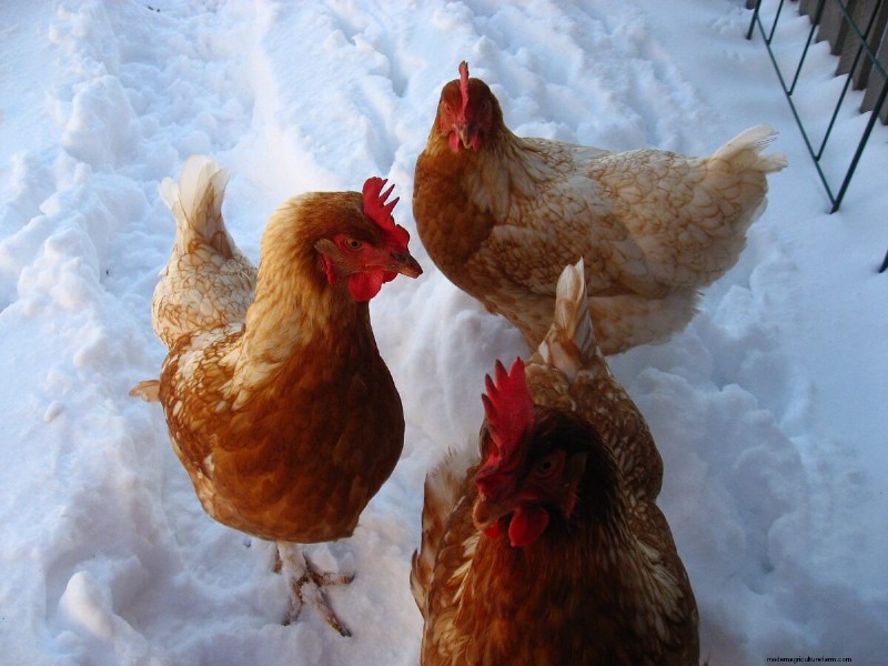 Best Chicken Waterers: Keep Your Flock Hydrated & Healthy