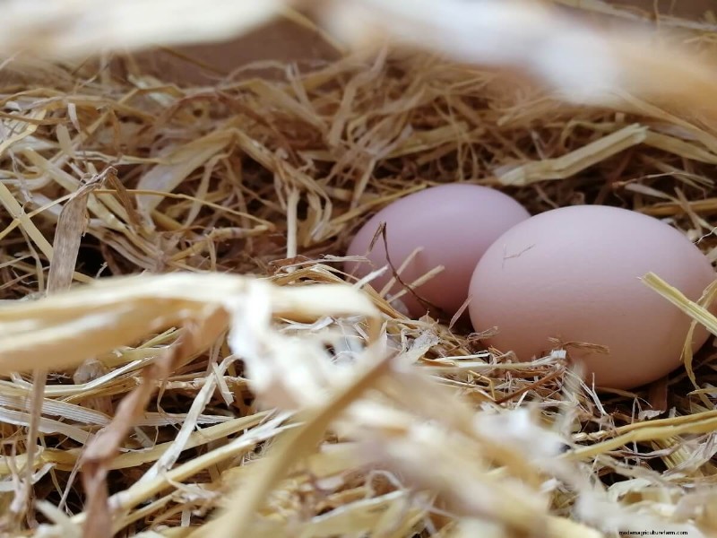 Natural Chicken Hatching: Raising Chicks Without an Incubator