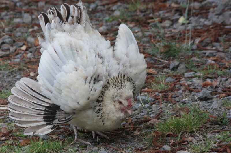 Natural Chicken Hatching: Raising Chicks Without an Incubator