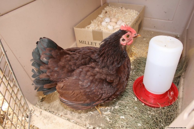 Natural Chicken Hatching: Raising Chicks Without an Incubator