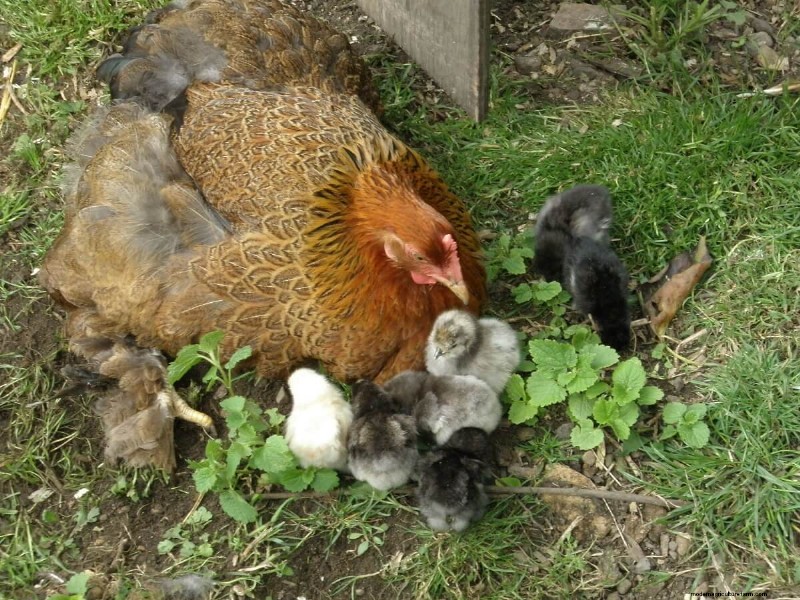 Natural Chicken Hatching: Raising Chicks Without an Incubator