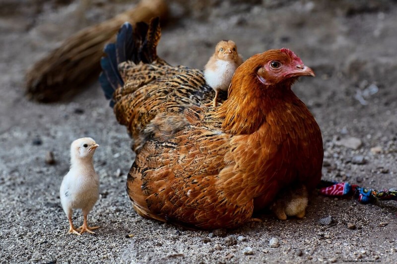 Natural Chicken Hatching: Raising Chicks Without an Incubator
