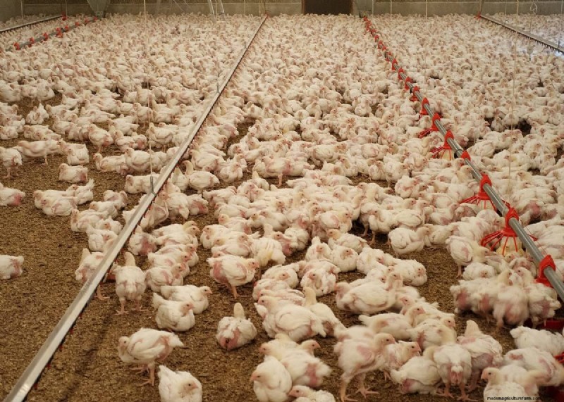 Marek s Disease in Chickens: Symptoms, Prevention & Management
