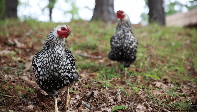 Marek s Disease in Chickens: Symptoms, Prevention & Management