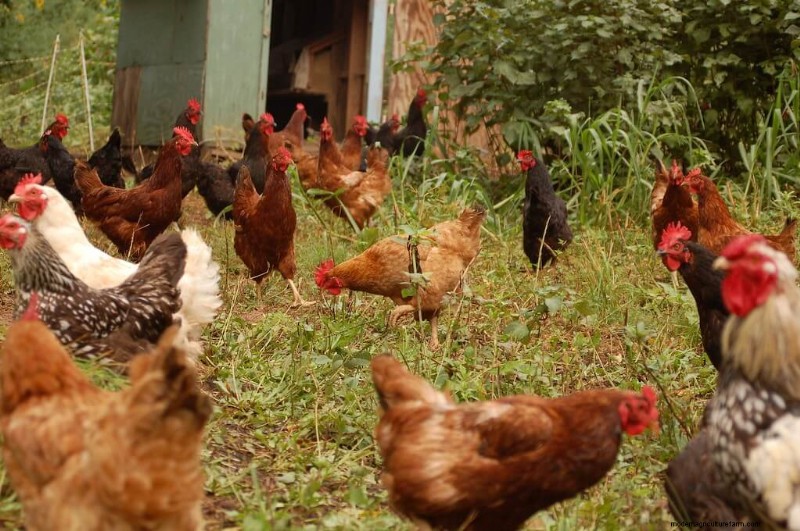 Marek s Disease in Chickens: Symptoms, Prevention & Management