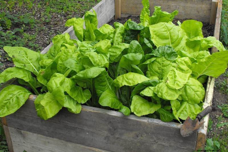Toxic Foods for Chickens: A Comprehensive Guide