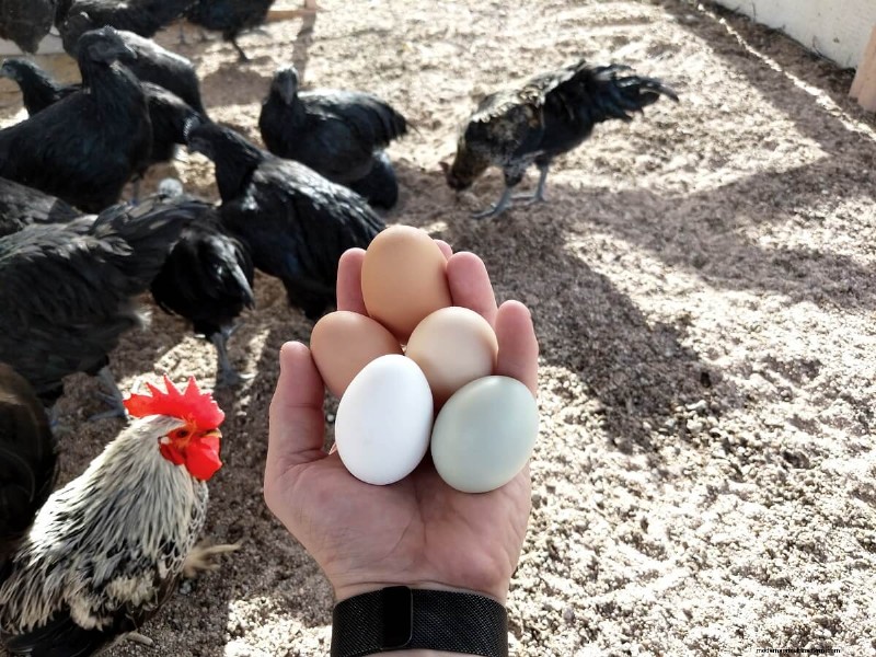 Toxic Foods for Chickens: A Comprehensive Guide
