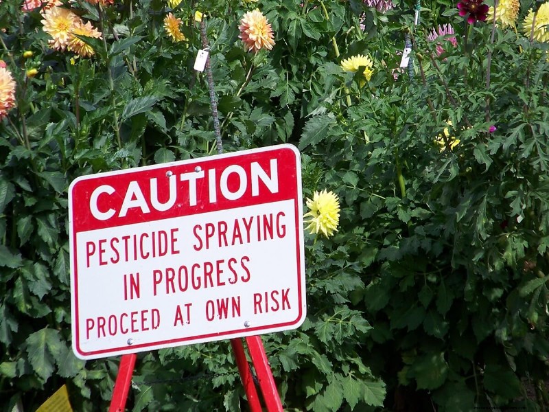Toxic Foods for Chickens: A Comprehensive Guide