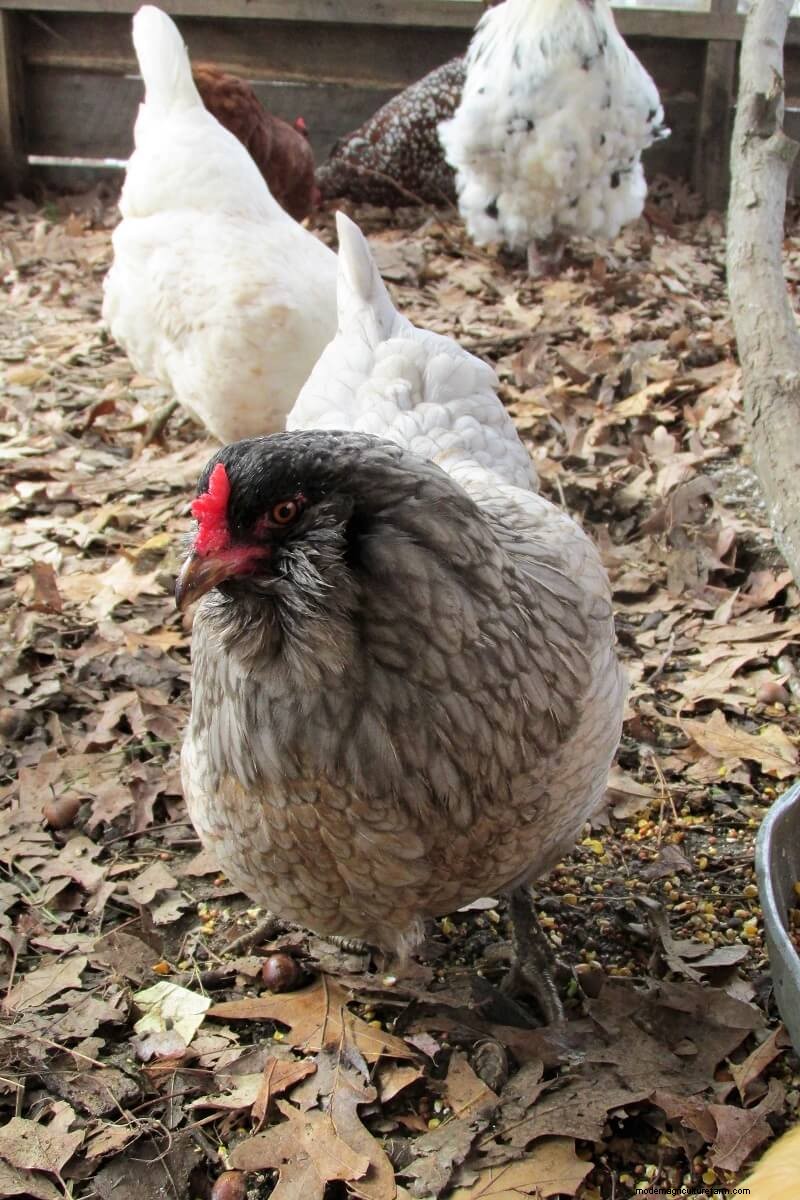 Understanding Chicken Molting: Causes, Symptoms & Care