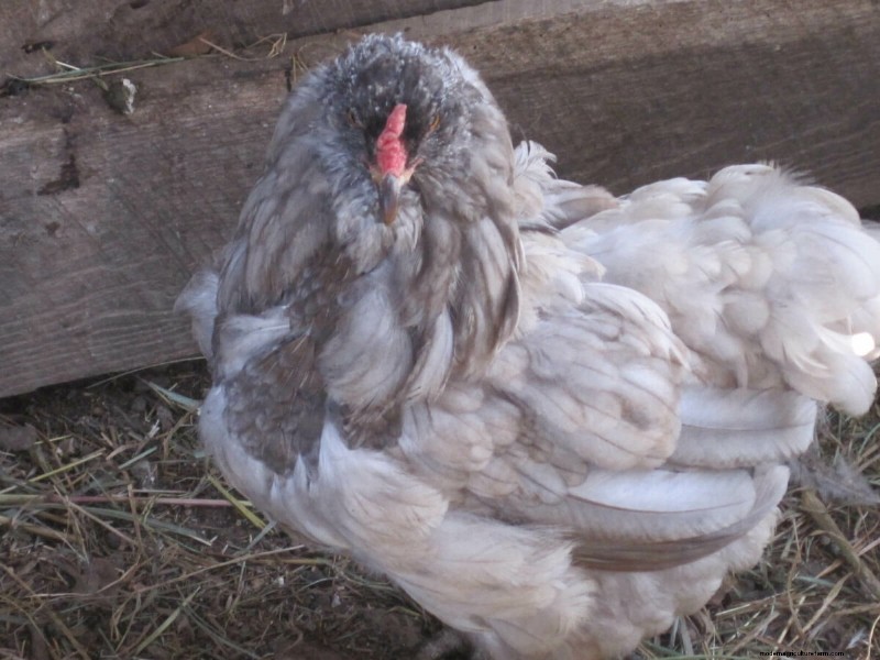 Understanding Chicken Molting: Causes, Symptoms & Care