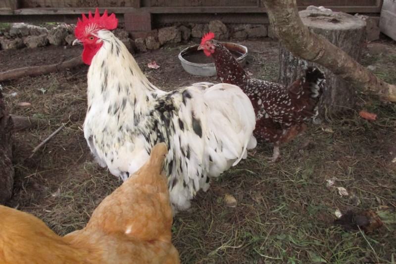 Understanding Chicken Molting: Causes, Symptoms & Care