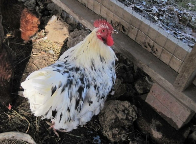 Understanding Chicken Molting: Causes, Symptoms & Care