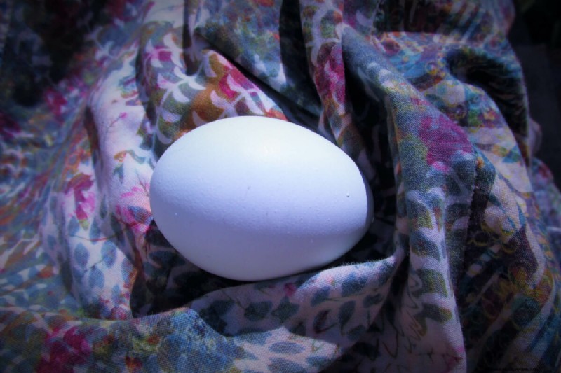 Blue Egg Chicken Breeds: A Beginner s Guide
