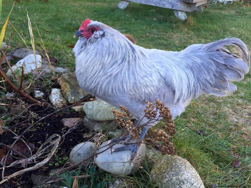 Blue Egg Chicken Breeds: A Beginner s Guide