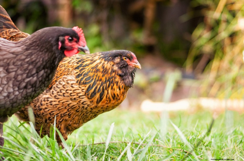 Blue Egg Chicken Breeds: A Beginner s Guide