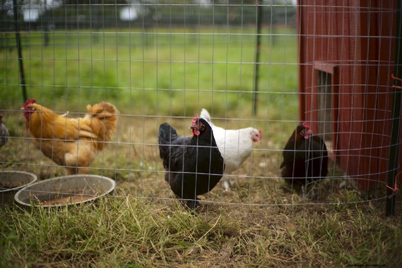 Chicken Worms: Identification, Treatment & Prevention - A Comprehensive Guide