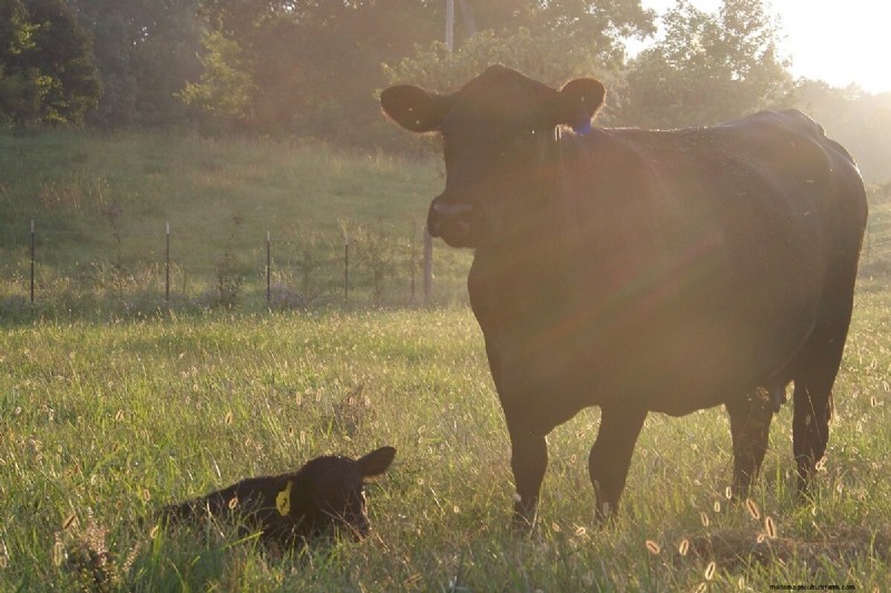 Cattle Raising for Beginners: A 15-Year Journey